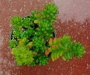 راهنمای نگهداری و پرورش گیاهان آپارتمانی - سدوم‌